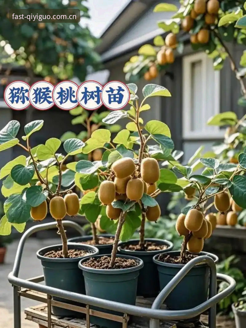资深用户分享：奇异果体育官网打不开？2025年最新入口与正版下载实战经验